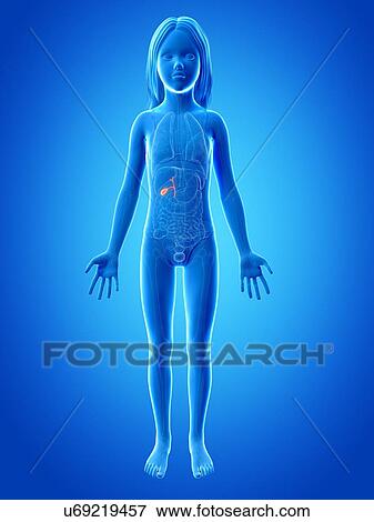 Gall bladder of girl, illustration View Large Illustration Stock Illustration - Gall bladder of girl, illustration. Fotosearch