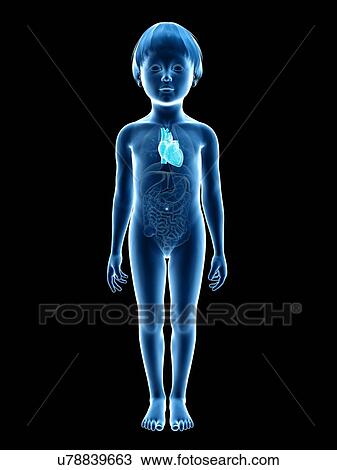 Drawing - Heart of boy, illustration. Fotosearch