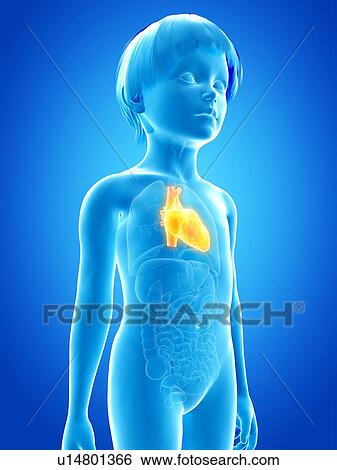 Stock Illustration - Heart of boy, illustration. Fotosearch