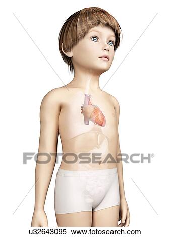 Stock Illustration - Heart of boy, illustration. Fotosearch