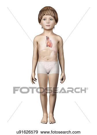 Stock Illustration - Heart of boy, illustration. Fotosearch