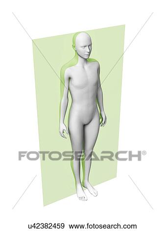 Human anatomy, illustration View Large Illustration Stock Illustration - Human anatomy, illustration. Fotosearch