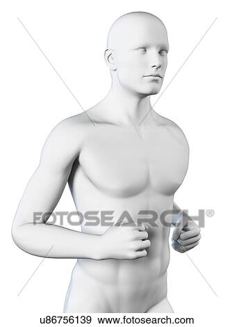 Stock Illustration - Human anatomy, illustration. Fotosearch