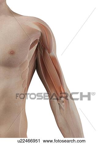 Clip Art - Human arm muscles, illustration. Fotosearch