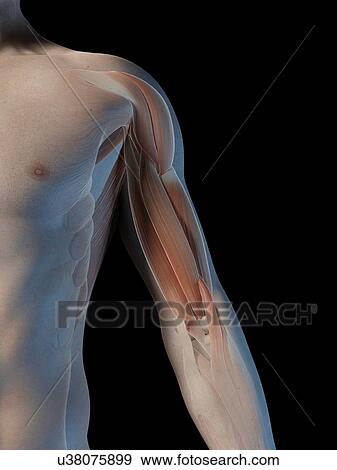 Stock Illustration - Human arm muscles, illustration. Fotosearch