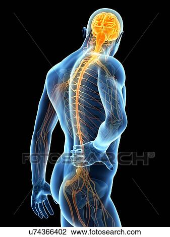 Human back pain, illustration View Large Illustration Drawing - Human back pain, illustration. Fotosearch