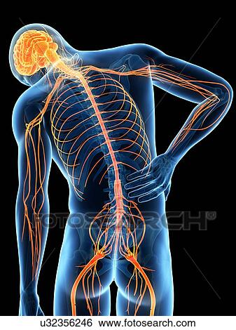 Stock Illustration - Human back pain, illustration. Fotosearch