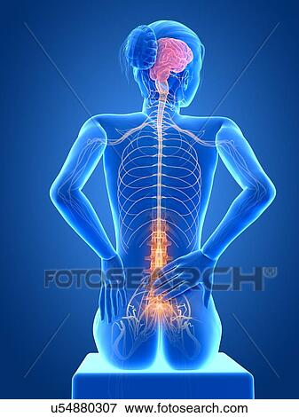 Human back pain, illustration View Large Illustration Stock Illustration - Human back pain, illustration. Fotosearch