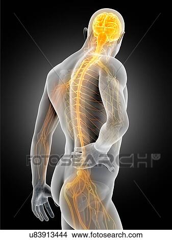 Human back pain, illustration View Large Illustration Stock Illustration - Human back pain, illustration. Fotosearch