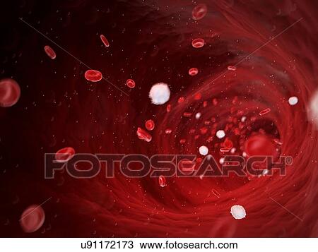 Human blood cells, illustration View Large Illustration Drawing - Human blood cells, illustration. Fotosearch