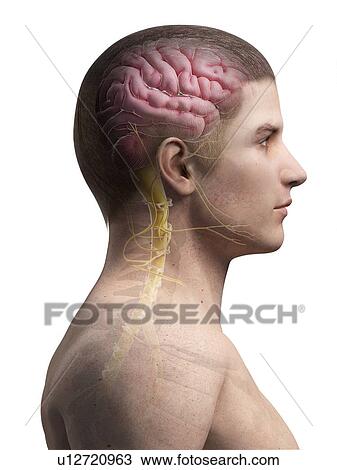 Drawing - Human brain and spinal cord, illustration. Fotosearch