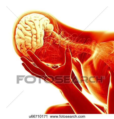 Clip Art - Human brain, illustration. Fotosearch