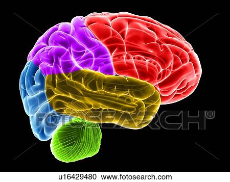 Clipart - Human brain, illustration. Fotosearch