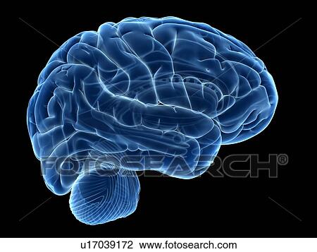 Human brain, illustration View Large Illustration Drawing - Human brain, illustration. Fotosearch
