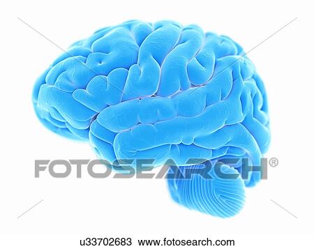 Drawing - Human brain, illustration. Fotosearch