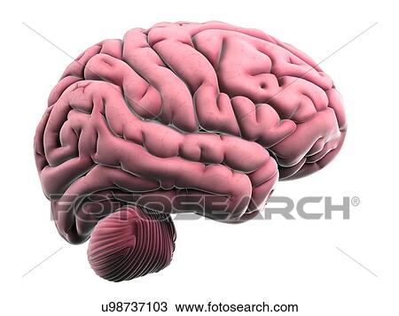 Drawing - Human brain, illustration. Fotosearch