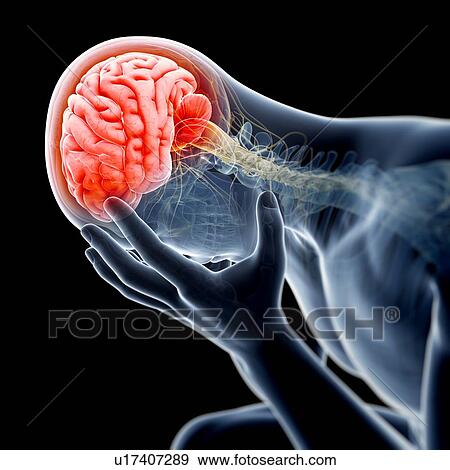 Human brain, illustration View Large Illustration Stock Illustration - Human brain, illustration. Fotosearch