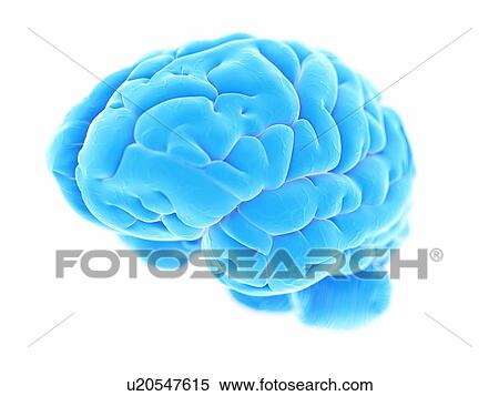 Human brain, illustration View Large Illustration Stock Illustration - Human brain, illustration. Fotosearch