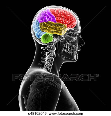 Human brain, illustration View Large Illustration Stock Illustration - Human brain, illustration. Fotosearch