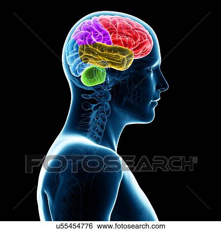 Stock Illustration - Human brain, illustration. Fotosearch