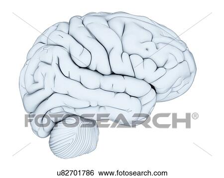 Stock Illustration - Human brain, illustration. Fotosearch
