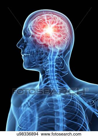 Stock Illustration - Human brain, illustration. Fotosearch