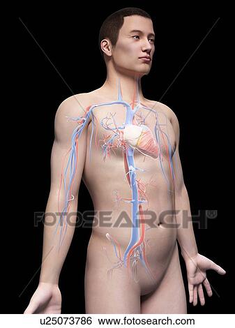 Human cardiovascular system, illustration View Large Illustration Stock Illustration - Human cardiovascular system, illustration. Fotosearch