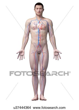 Human cardiovascular system, illustration View Large Illustration Stock Illustration - Human cardiovascular system, illustration. Fotosearch