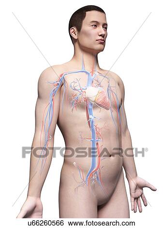 Human cardiovascular system, illustration View Large Illustration Stock Illustration - Human cardiovascular system, illustration. Fotosearch