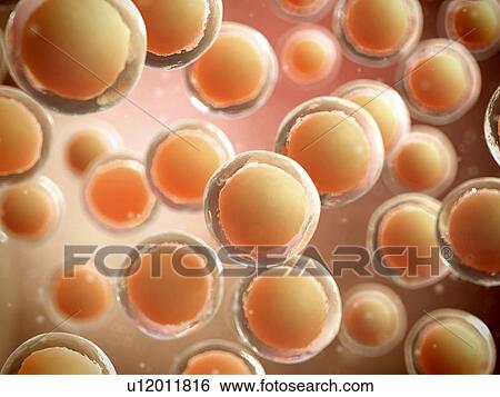 Human cells, illustration View Large Illustration Stock Illustration - Human cells, illustration. Fotosearch