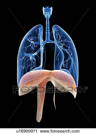 Human diaphragm, illustration View Large Illustration Clip Art - Human diaphragm, illustration. Fotosearch