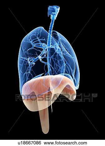 Stock Illustration - Human diaphragm, illustration. Fotosearch
