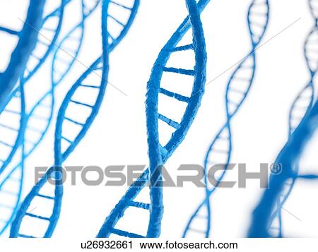 Human DNA, illustration View Large Illustration Clip Art - Human DNA, illustration. Fotosearch