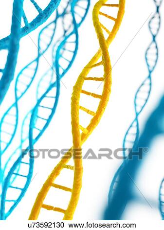 Human DNA, illustration View Large Illustration Clipart - Human DNA, illustration. Fotosearch