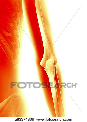 Stock Illustration - Human elbow joint, illustration. Fotosearch