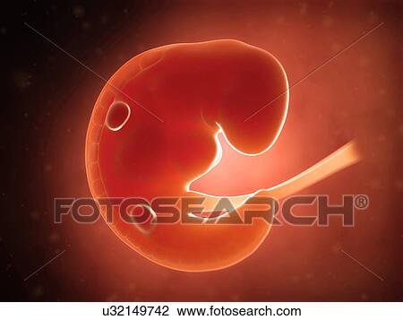 Drawing - Human fetus at 1 month, illustration. Fotosearch