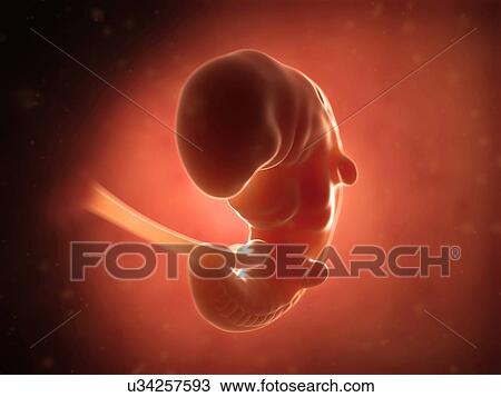 Human fetus at 1 month, illustration View Large Illustration Drawing - Human fetus at 1 month, illustration. Fotosearch
