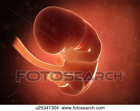 Stock Illustration - Human fetus at 2 months, illustration. Fotosearch