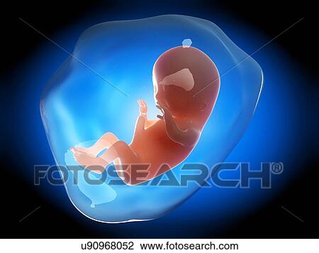 Drawing - Human fetus at 3 months, illustration. Fotosearch