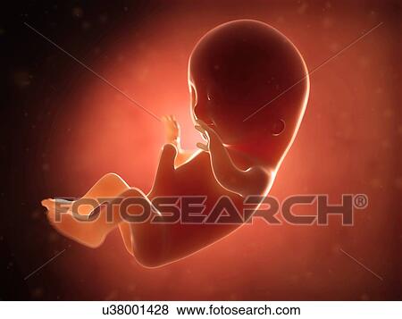 Human fetus at 3 months, illustration View Large Illustration Stock Illustration - Human fetus at 3 months, illustration. Fotosearch