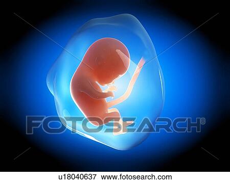 Stock Illustration - Human fetus at 4 months, illustration. Fotosearch