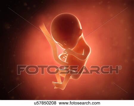 Human fetus at 4 months, illustration View Large Illustration Stock Illustration - Human fetus at 4 months, illustration. Fotosearch