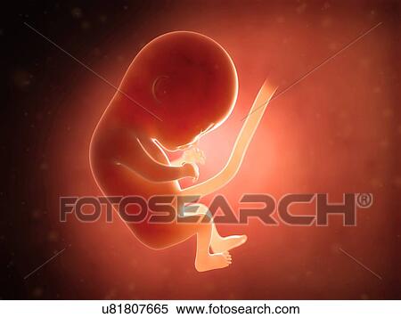 Stock Illustration - Human fetus at 4 months, illustration. Fotosearch