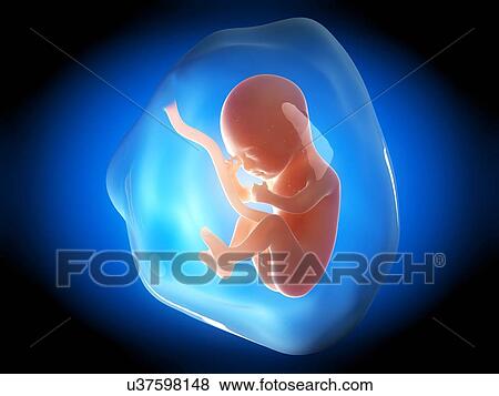 Stock Illustration - Human fetus at 5 months, illustration. Fotosearch