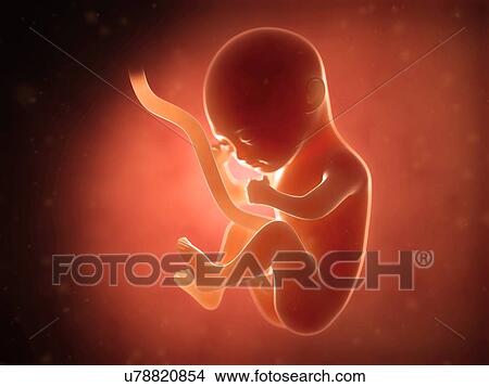 Stock Illustration - Human fetus at 5 months, illustration. Fotosearch