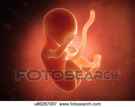 Stock Illustration - Human fetus at 5 months, illustration. Fotosearch