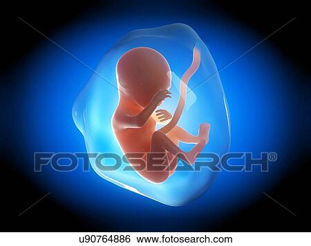 Stock Illustration - Human fetus at 5 months, illustration. Fotosearch