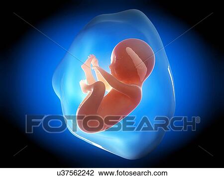 Human fetus at 6 months, illustration View Large Illustration Drawing - Human fetus at 6 months, illustration. Fotosearch
