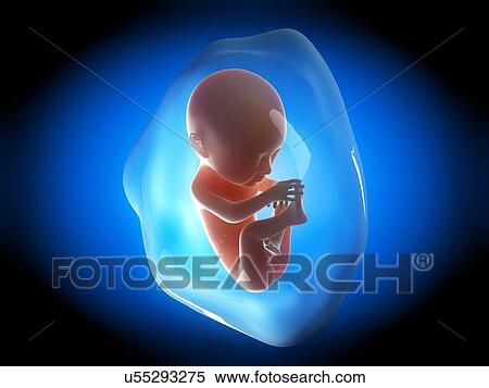 Stock Illustration - Human fetus at 6 months, illustration. Fotosearch