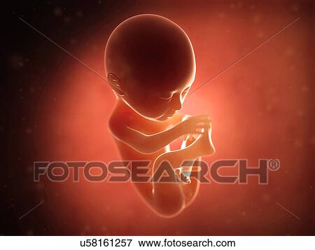 Human fetus at 6 months, illustration View Large Illustration Stock Illustration - Human fetus at 6 months, illustration. Fotosearch